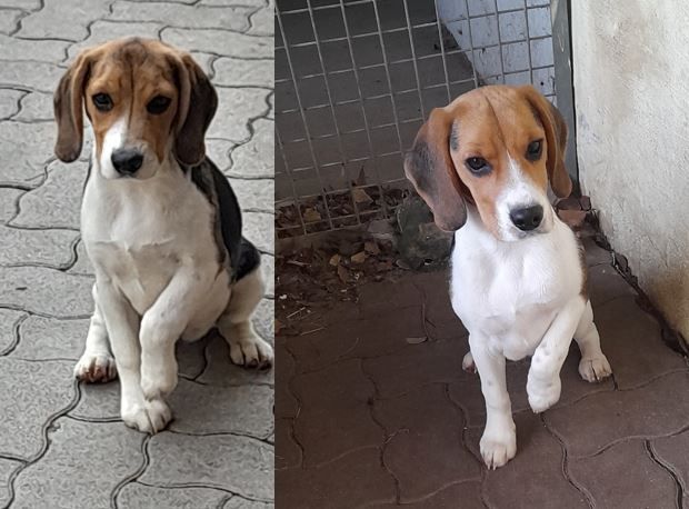 Die Beagle-Schwestern landeten im Tierheim.