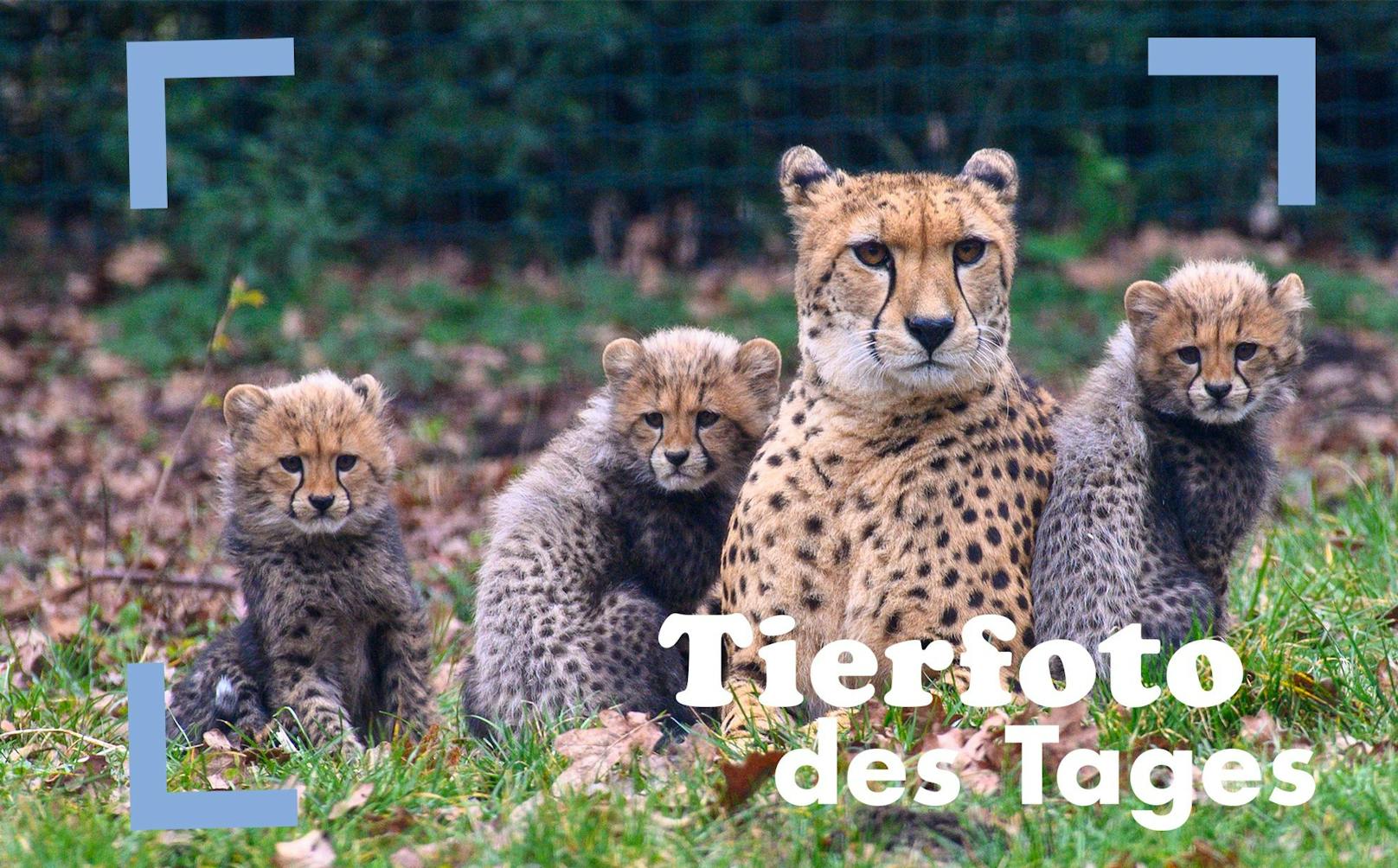 Im Zoo Bernburg in Deutschland kamen im Dezember kleine Geparden zur Welt. Mittlerweile erkunden sie schon das Gehege. So putzig. 