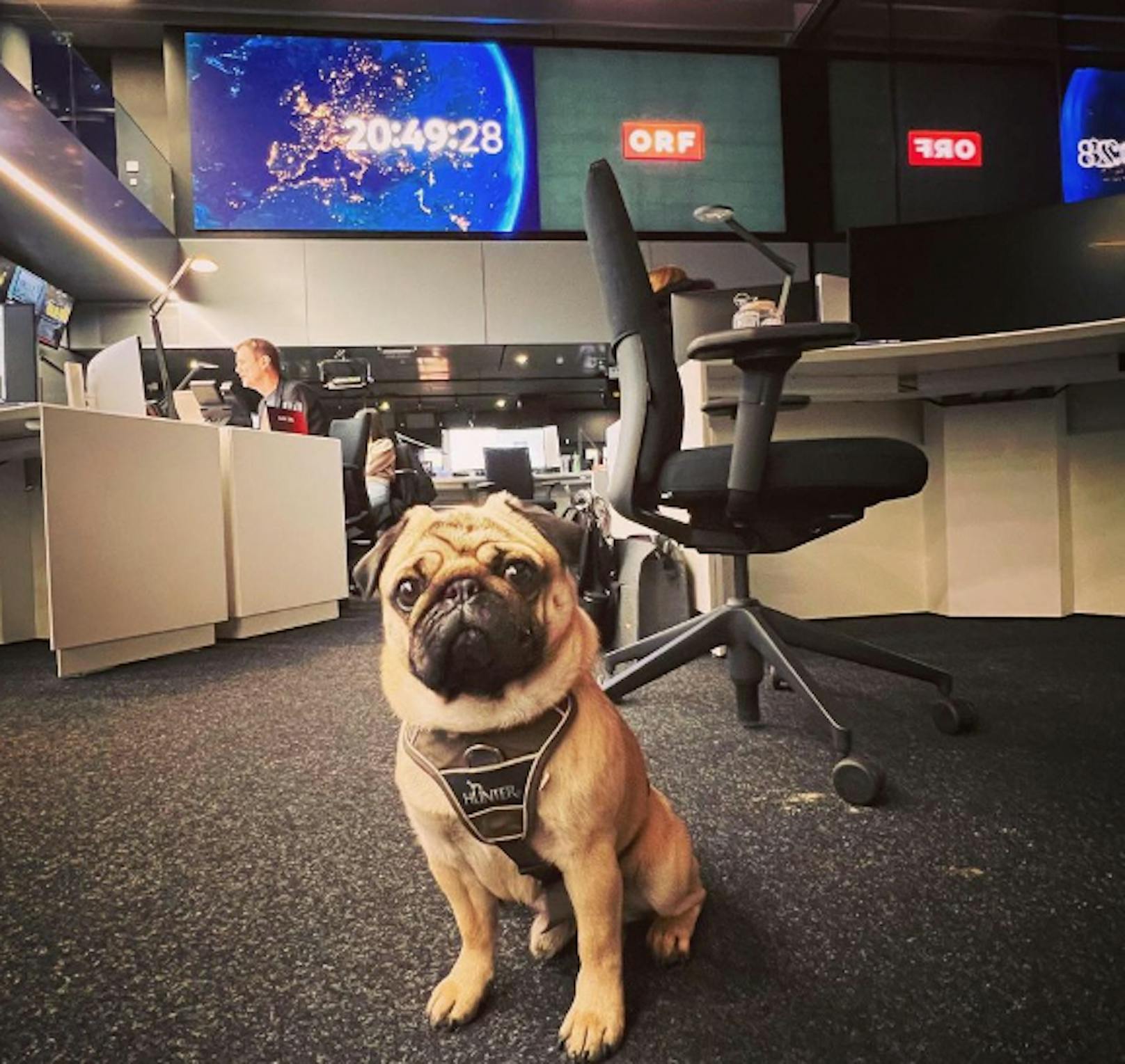 Mops Maroni findet das neue ORF-Studio ganz hunderbar!