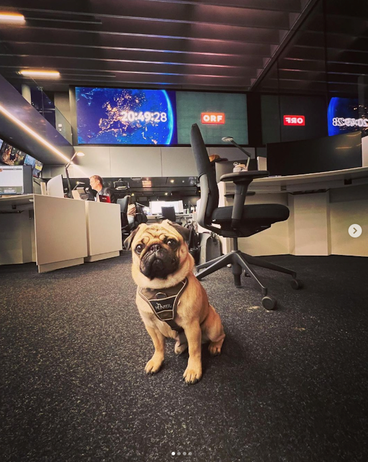 Heute.at - Leihmops von ORF-Star liebt neues ZiB-Studio