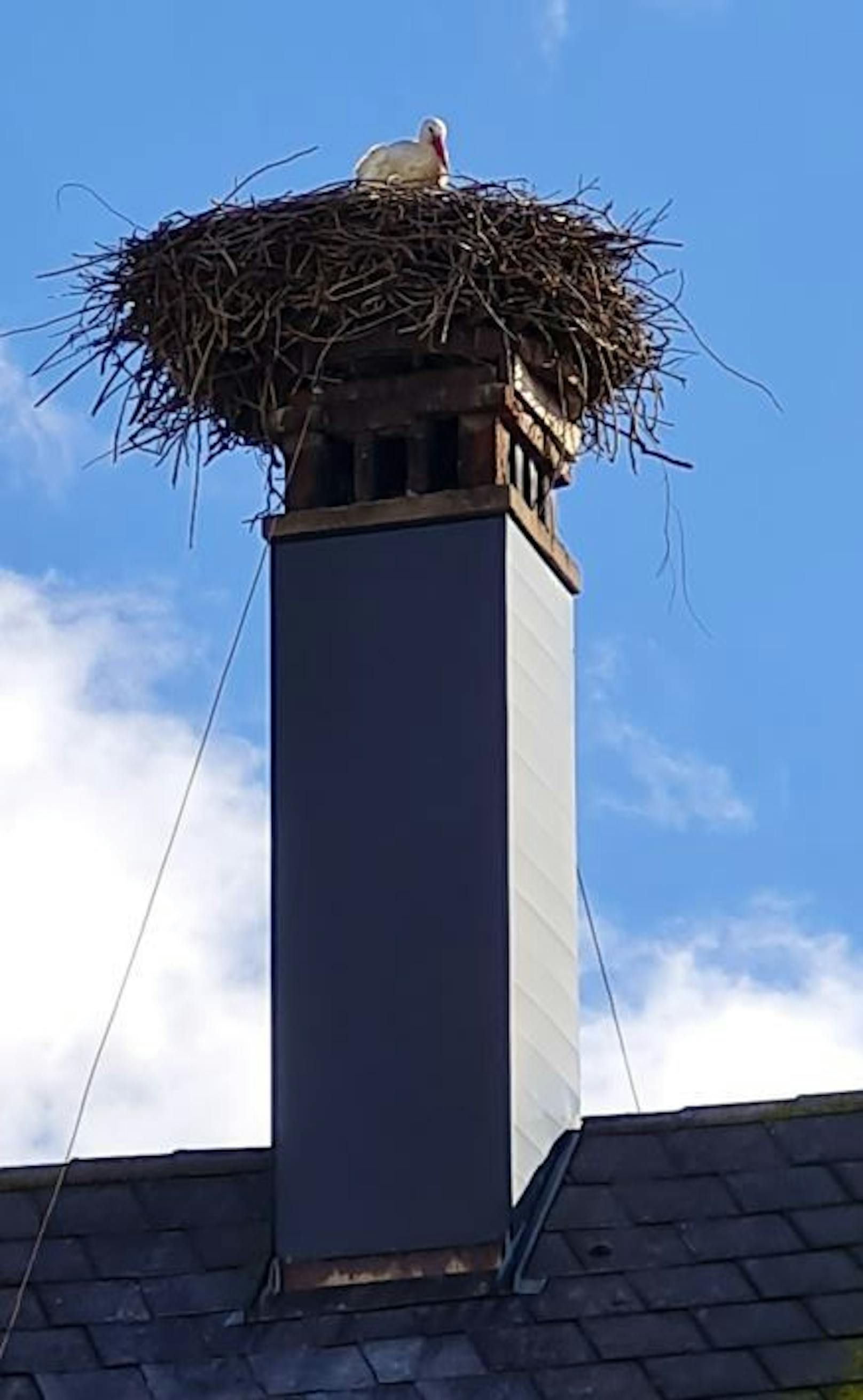 Auf dem Schornstein der Familie Wabro hat er seit Jahren sein Nest.