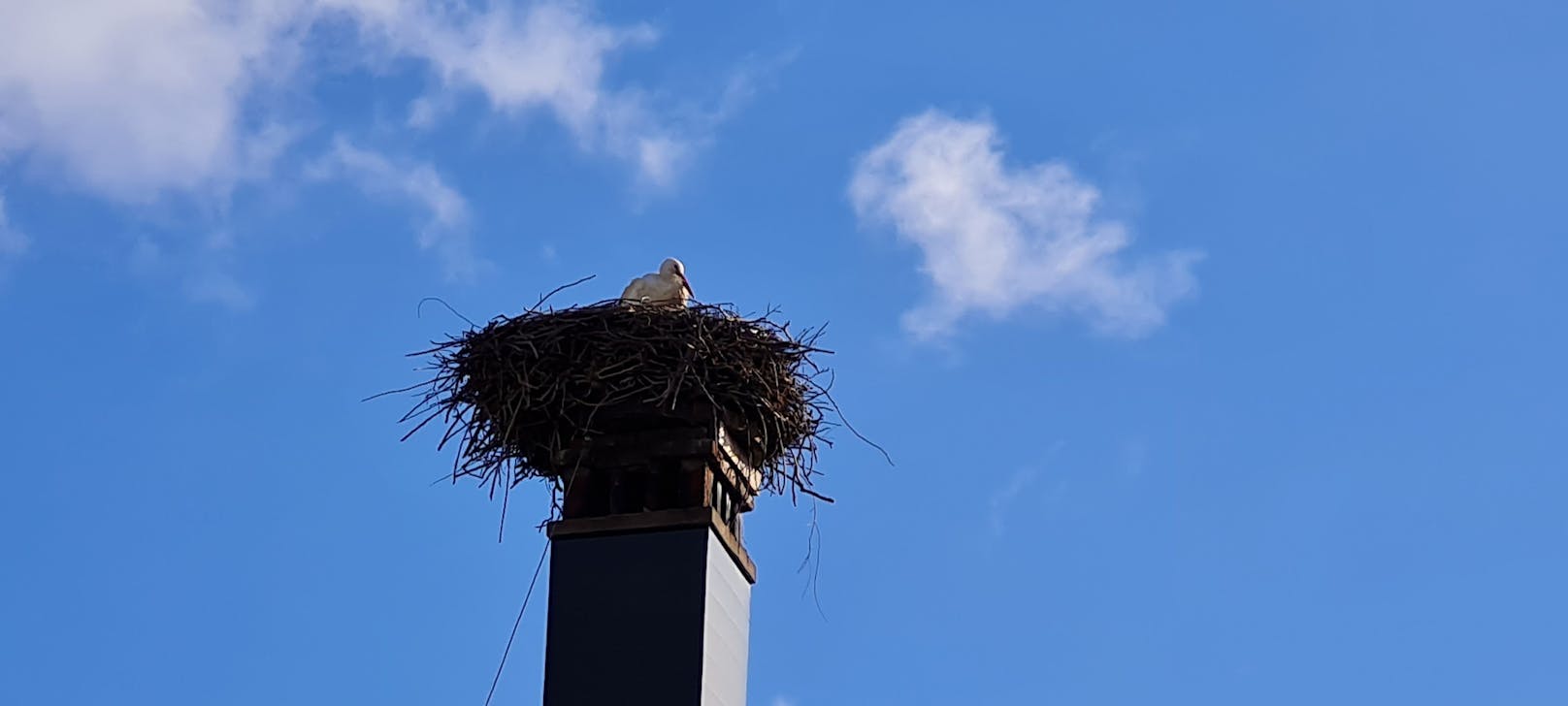 Meister Adebar hat wieder sein Nest in Loosdorf bezogen.