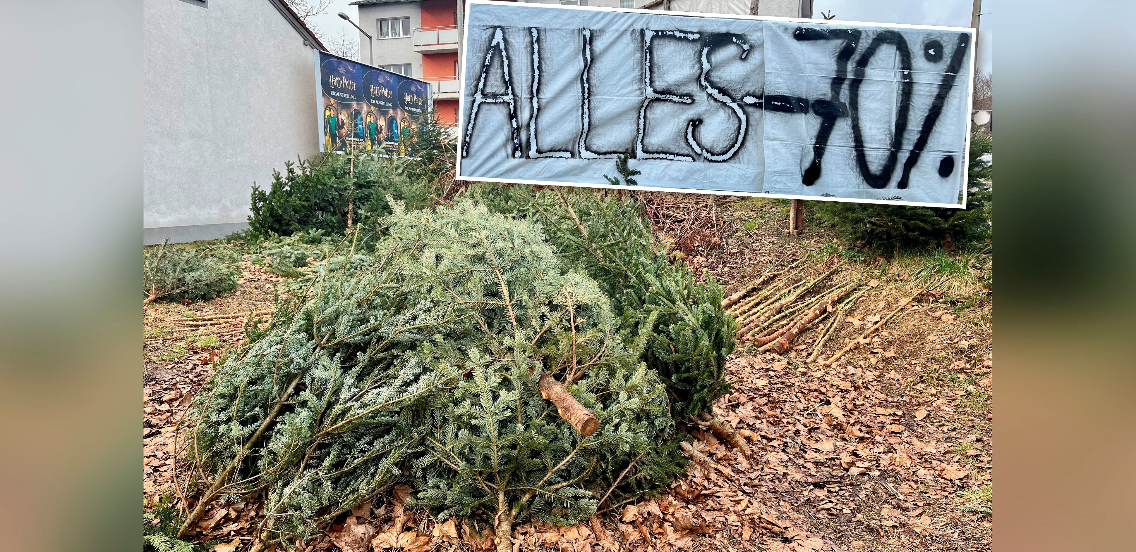 Der nächste Heilige Abend kommt bestimmt: Ein Bauer bietet seine Bäume jetzt um 70 Prozent günstiger an.