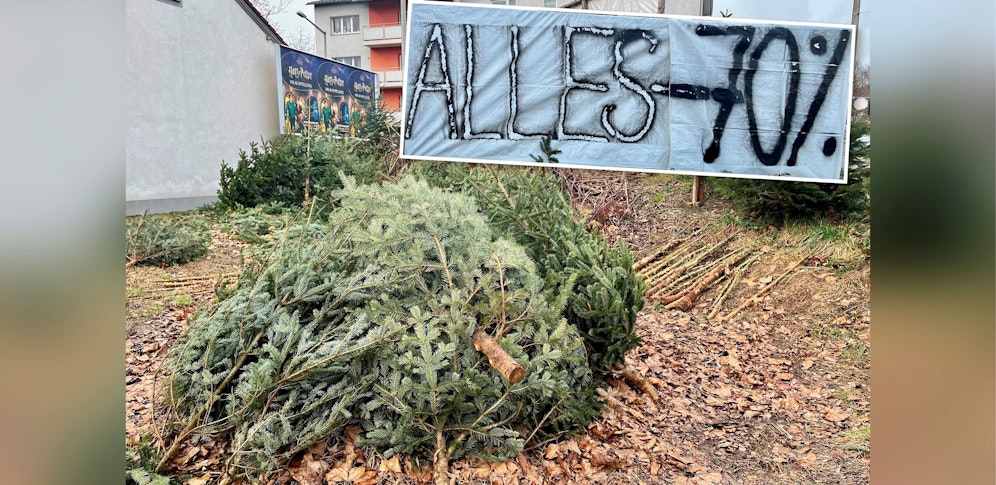 Der nächste Heilige Abend kommt bestimmt: Ein Bauer bietet seine Bäume jetzt um 70 Prozent günstiger an.