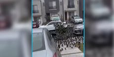 Tausende Vögel sorgen in Straße für Angst und Schrecken