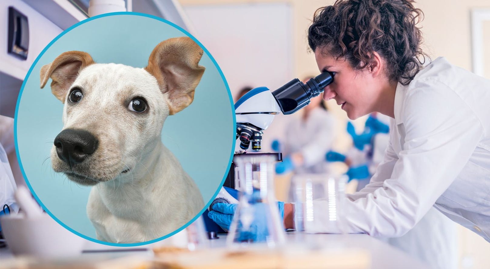 Fehlersuche – deshalb lohnt sich ein DNA-Test beim Hund