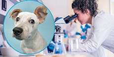 Fehlersuche – deshalb lohnt sich ein DNA-Test beim Hund