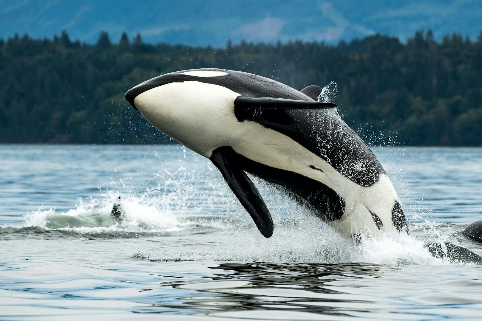 "Immer heftiger" – Orca-Attacken geben Rätsel auf
