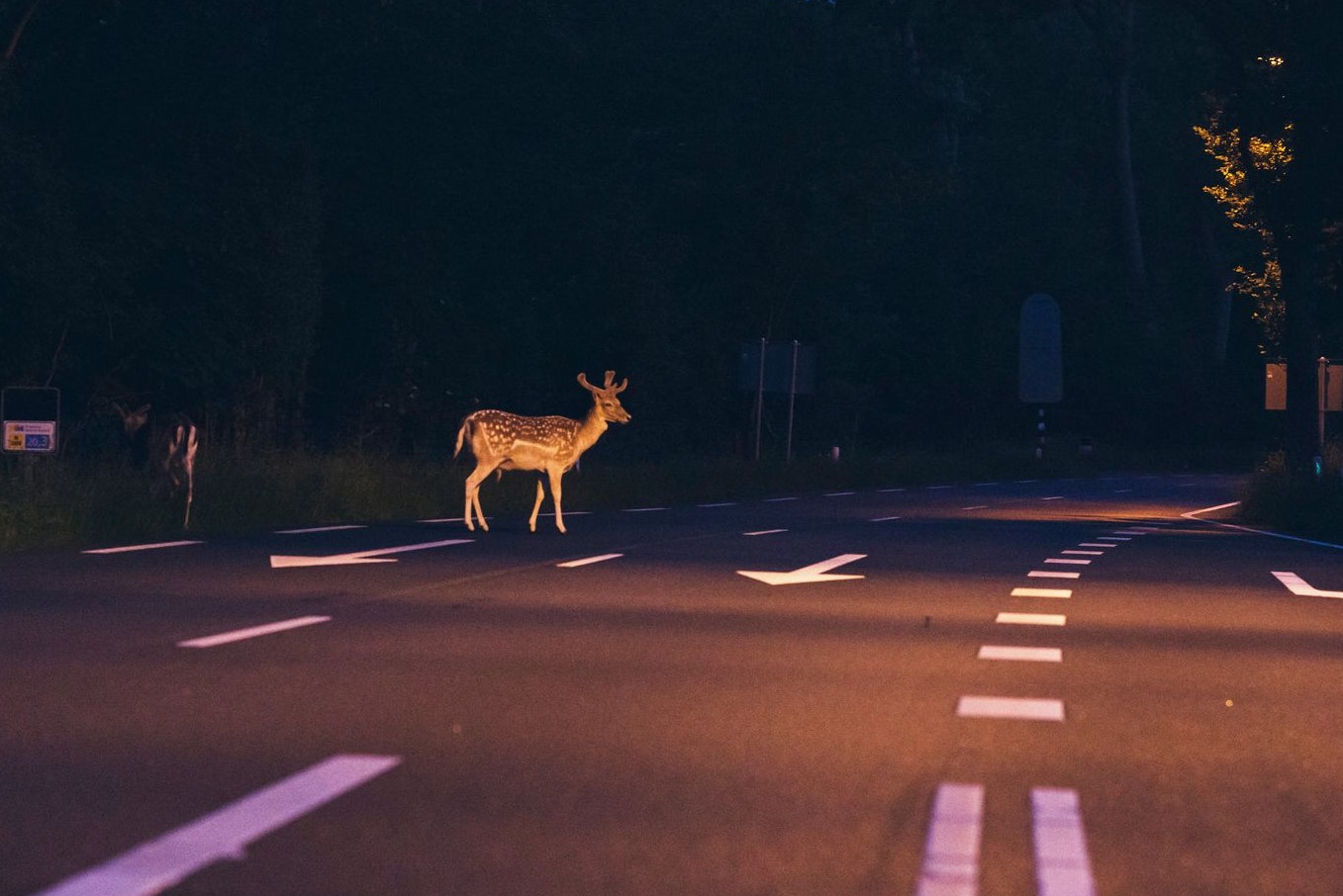 Die traurige Bilanz eines Wild-Unfalls: ein Totes Tier, mehrere beschädigte Autos.
