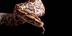 Python-Männchen sollen jetzt die Weibchen ausrotten