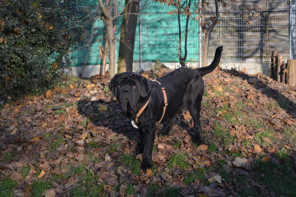 Viele Hunde brauchen spezielle Medikamente und Spezialfutter.