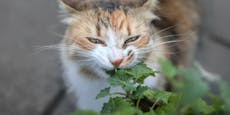 Diese sechs Pflanzen berauschen deine Katze