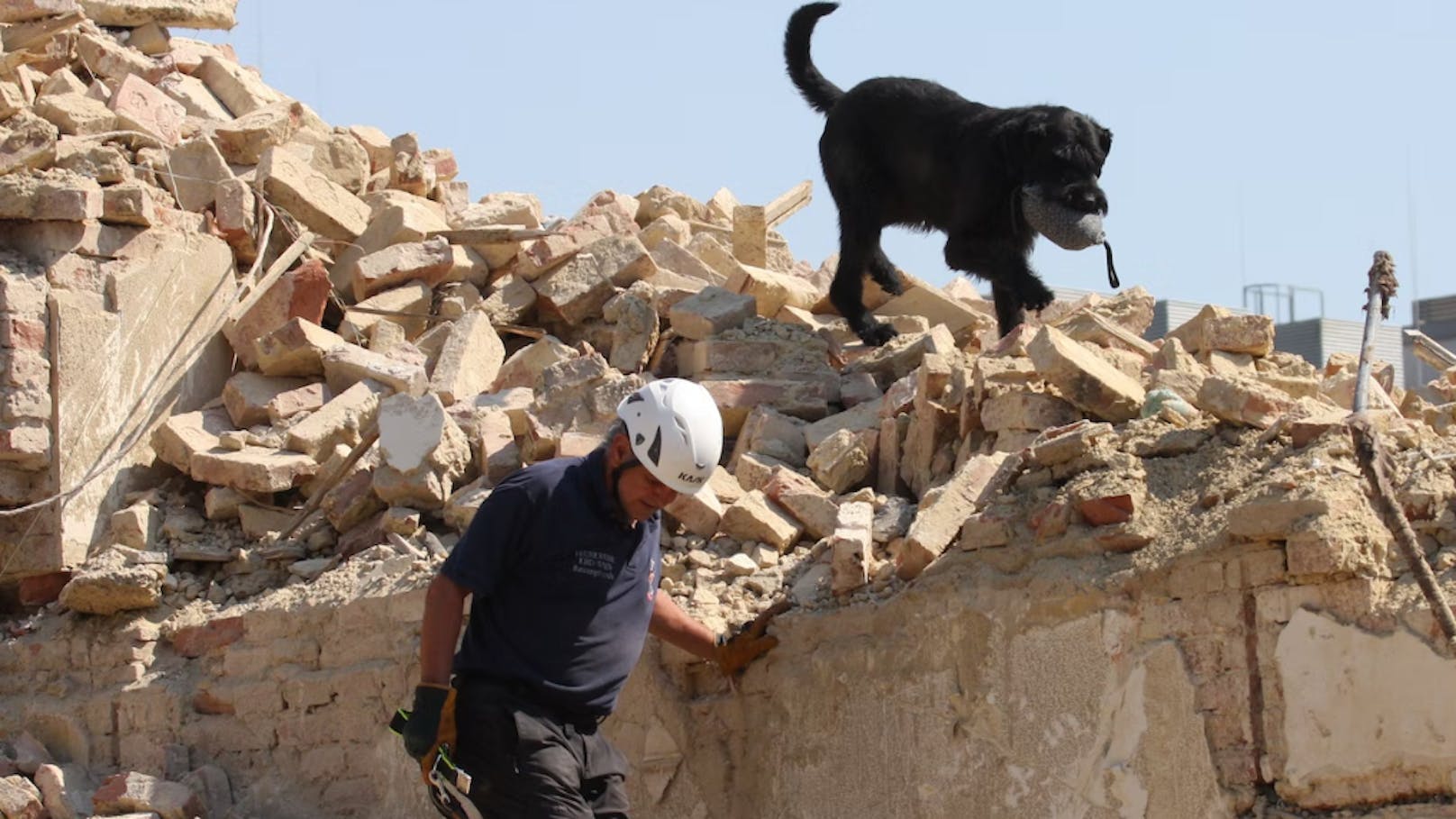 Auch aus Österreich gingen Helfer ins Erdbebengebiet. Hier Hundeführer Günter Obermayer mit Rettungshund Bo. Nun waren ausländische Retter aus dem Krisengebiet zu Gast in Wien.