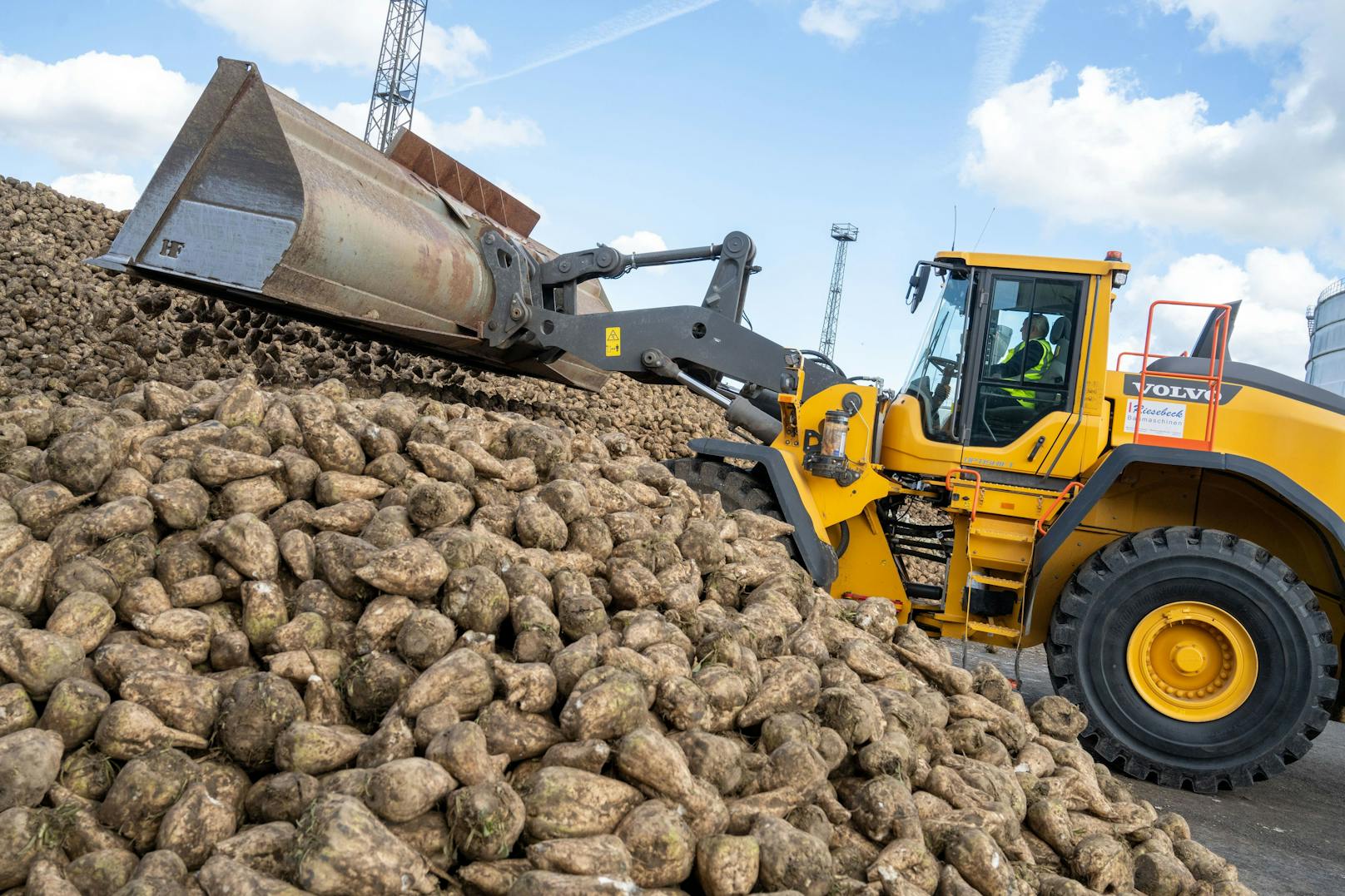Tonnenweise Rüben werden pro Jahr in NÖ zu Zucker verarbeitet, das Neonicotinoid-Verbot bedroht jetzt die Bauernschaft.