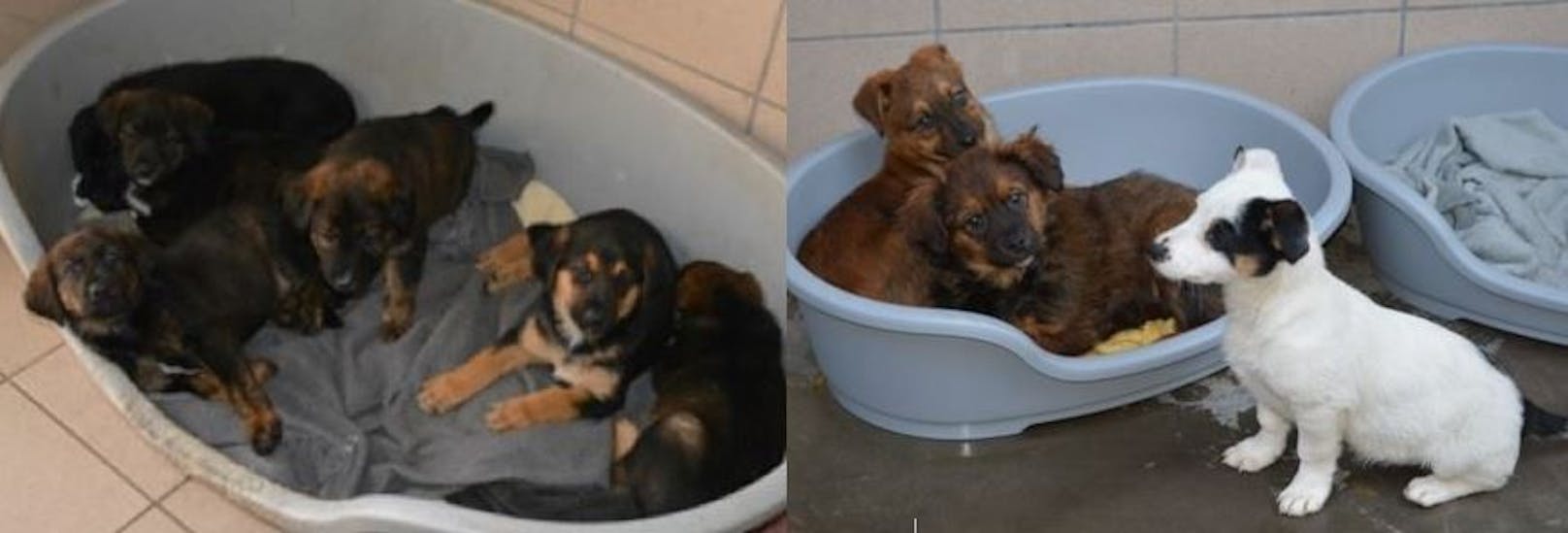 Diese 9 Hundebabys warten im Tierheim St. Pölten auf neue Besitzer.