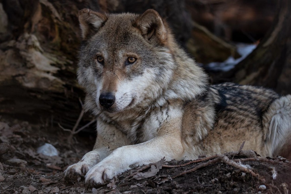 Am 03. März findet jährlich der internationalen World Wildlife Day (Welt-Artenschutztag) statt. 