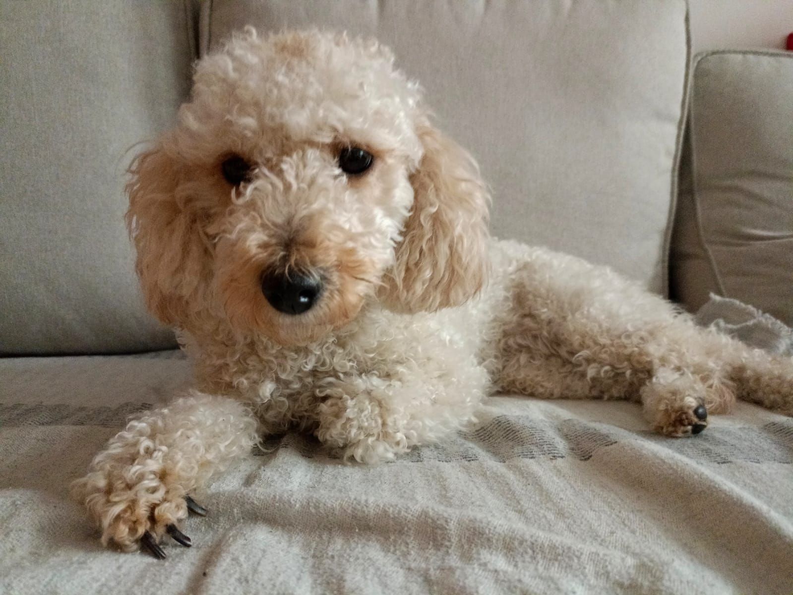 Momo ist endlich wieder Zuhause bei seiner Besitzerfamilie.&nbsp;