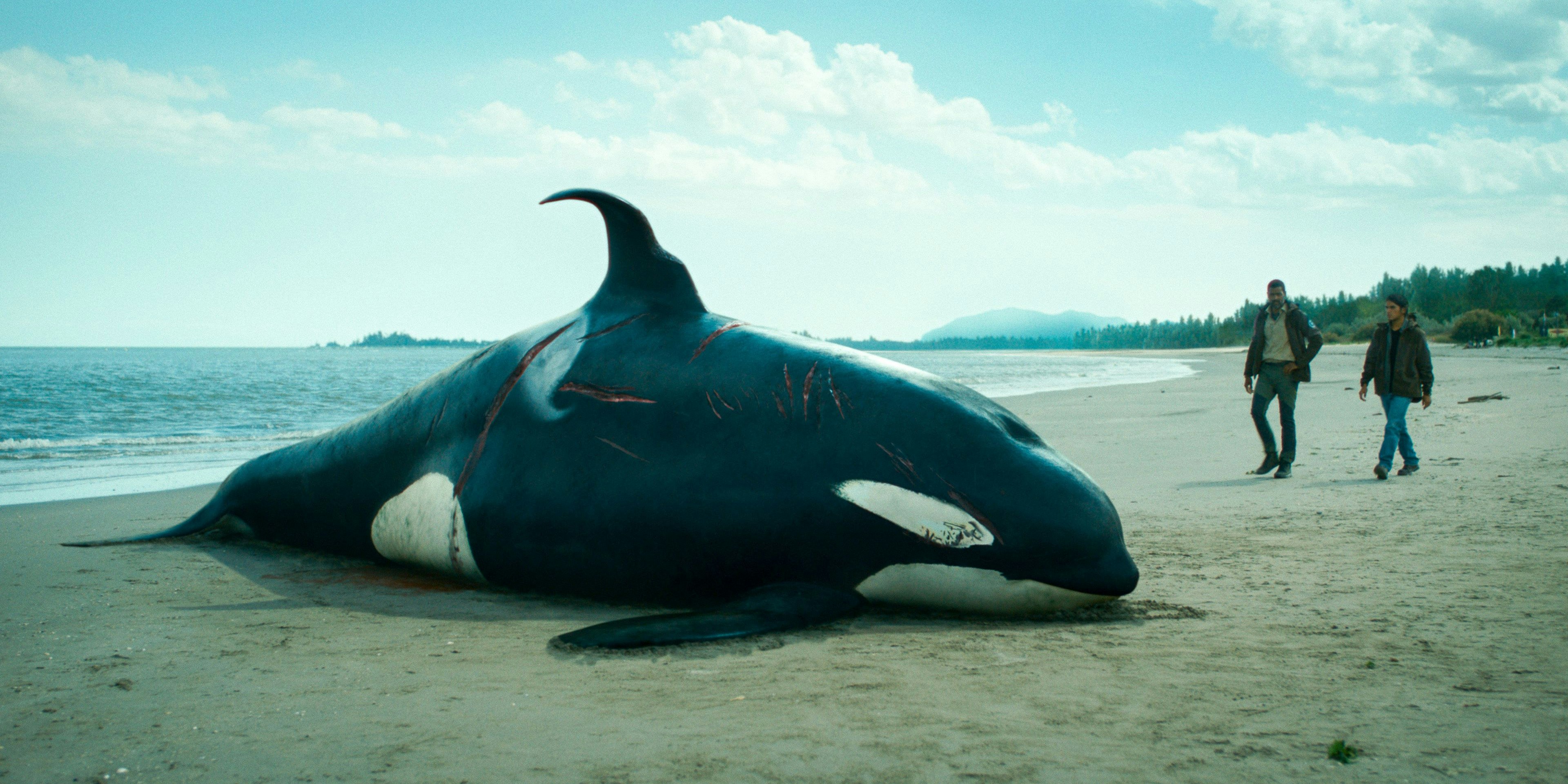 Mysteriöse Zwischenfälle am  Meer. Was steckt dahinter?