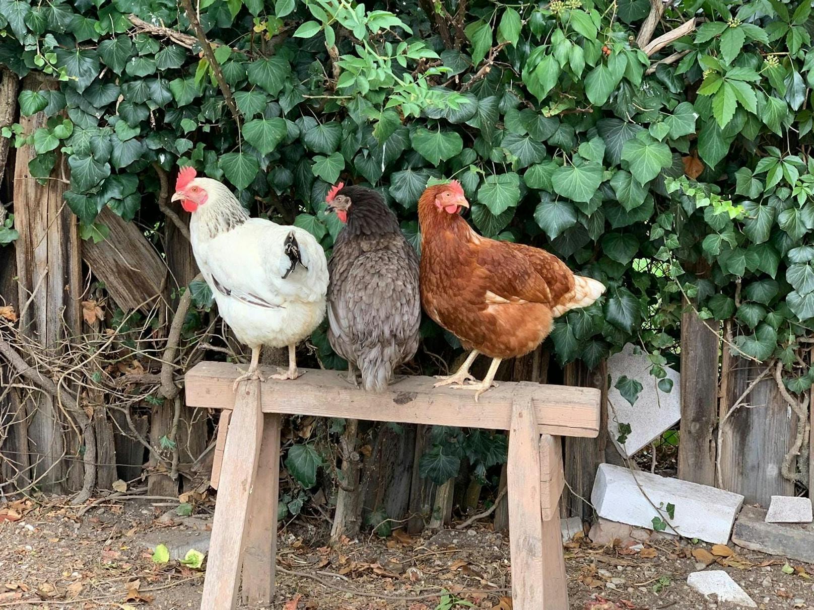 In der Frühstückspension "Gästezimmer Victoria" kommen die Frühstückseier direkt von den glücklichen Hühnern aus dem Garten.