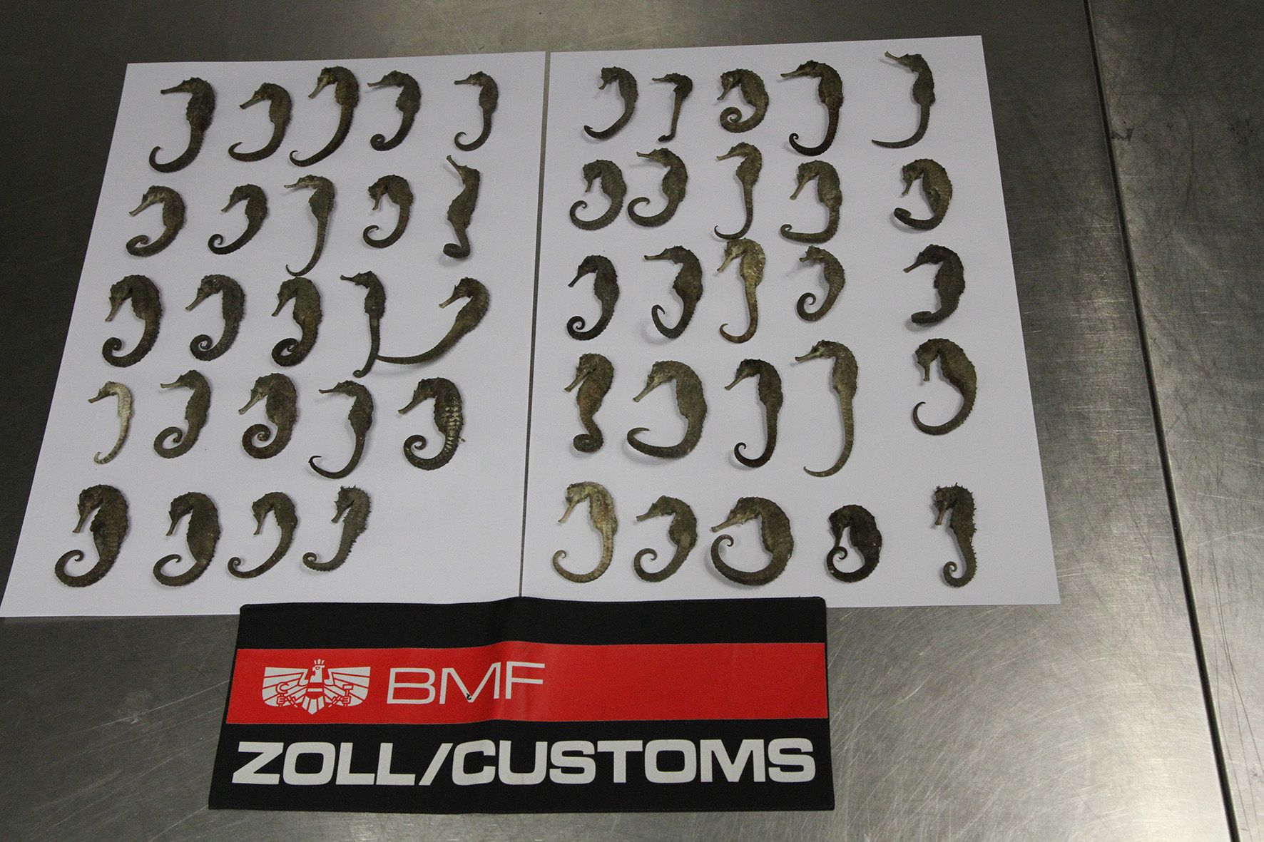 Seepferdchen am Flughafen Wien