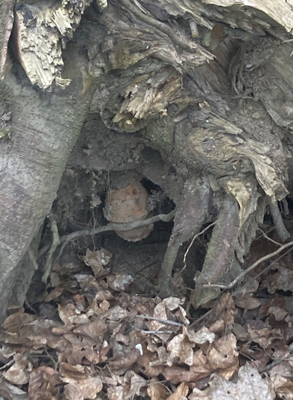 Die Handgranate war in den Baumwurzeln verwachsen.