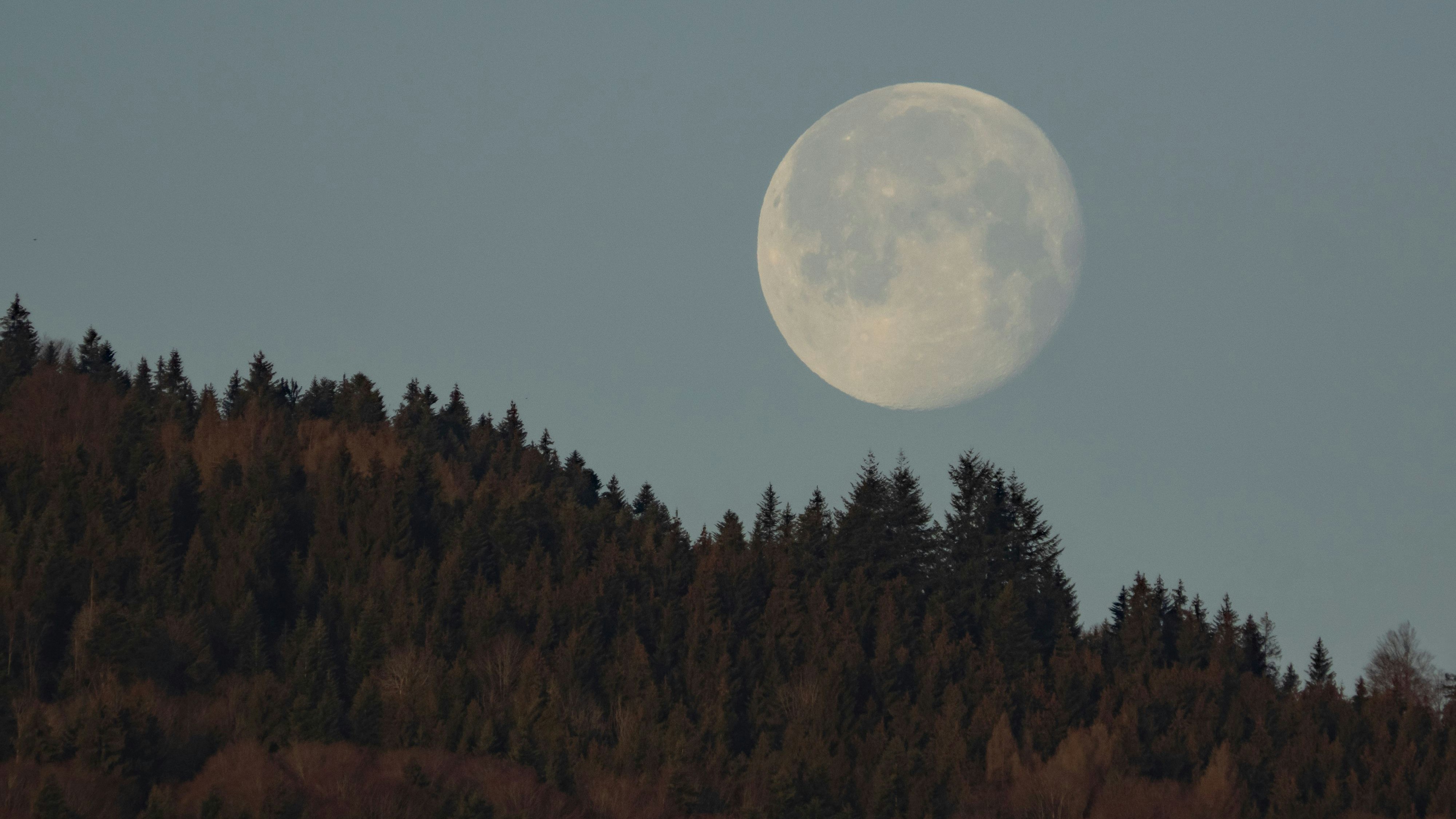 Moonset behind the forest, Monduntergang