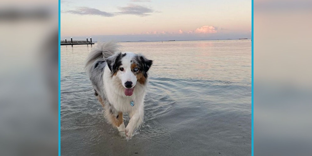 Der erst dreijährige Australien Shepherd Rüde 