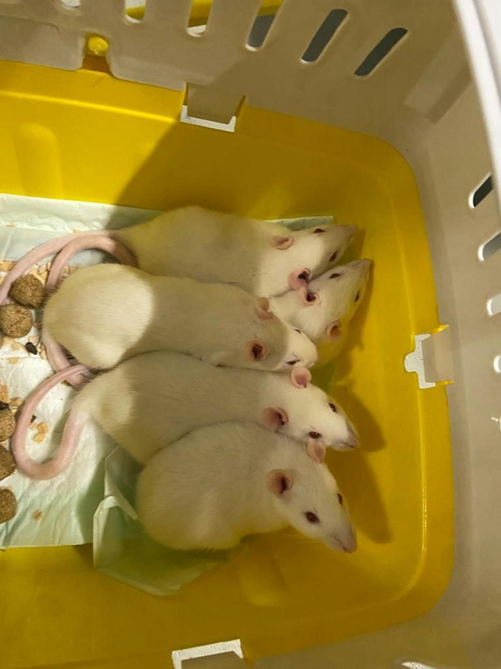 Die weißen Ratten sollen ein schönes restliches Leben bekommen.