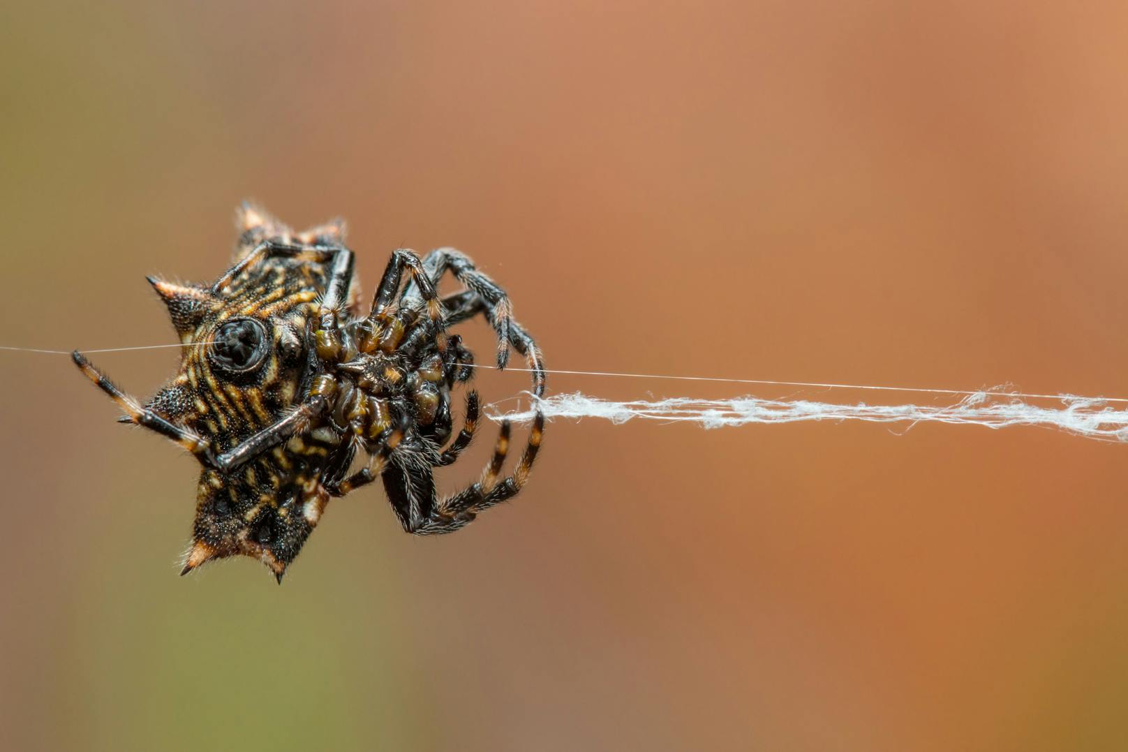 Spinnen der Familie Araneidae - also Kugelweberspinnen - sind dafür bekannt, dass sie kugelförmige Netze bauen.