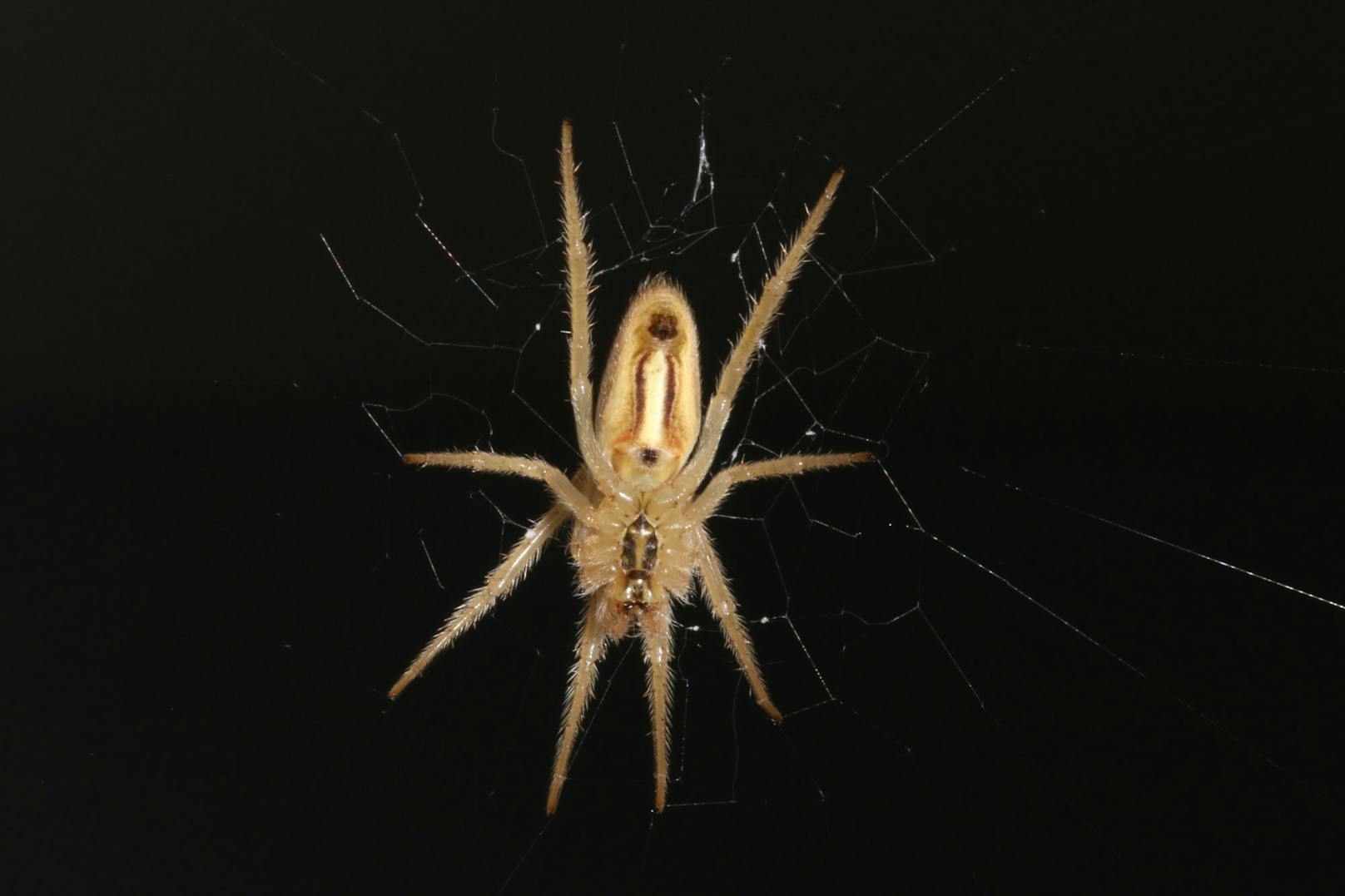Kugelweberspinnen zählen zu den größten Familien der Spinnen und umfassen mehr als 172 Gattungen.&nbsp;