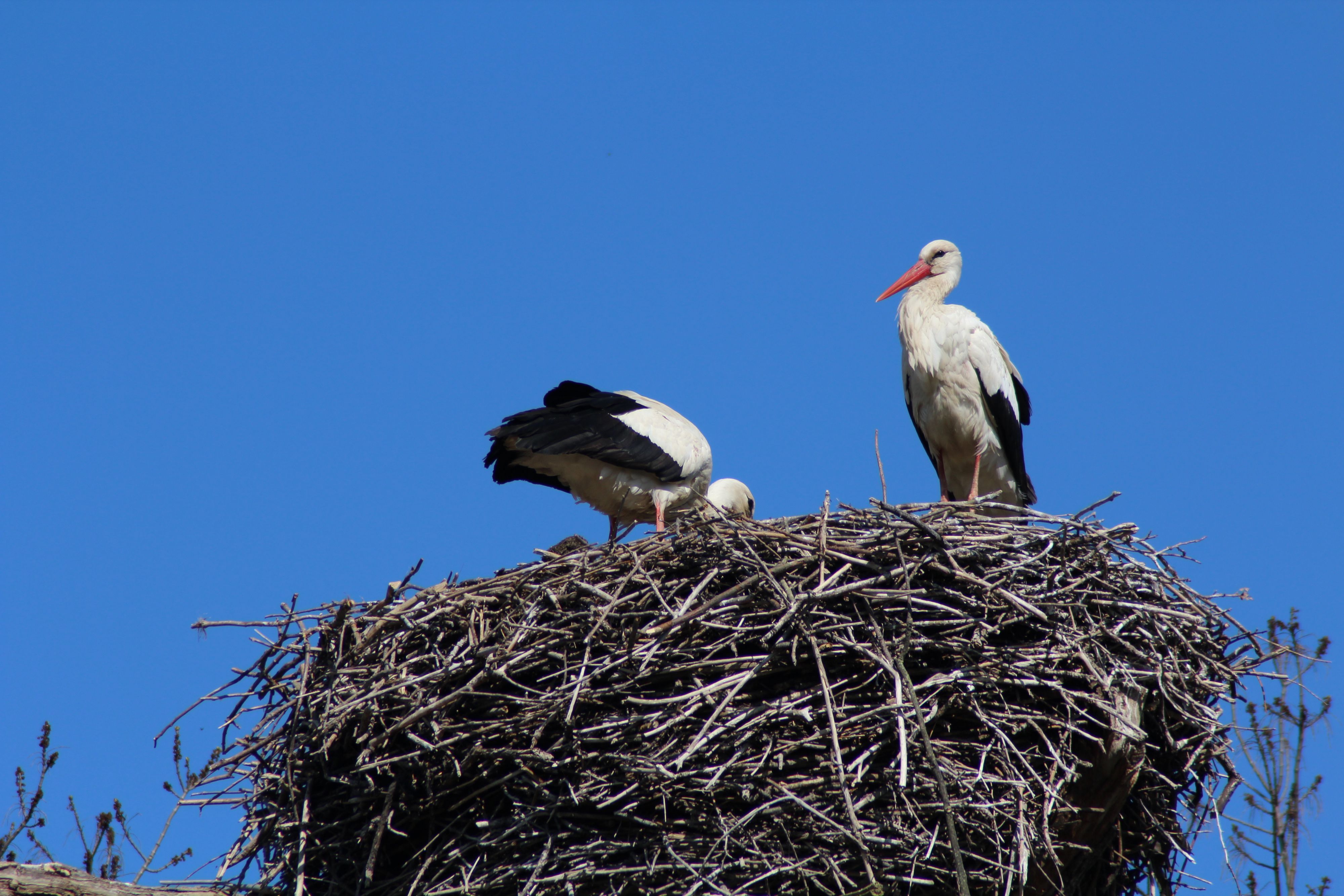 Weißstorch in Marchegg