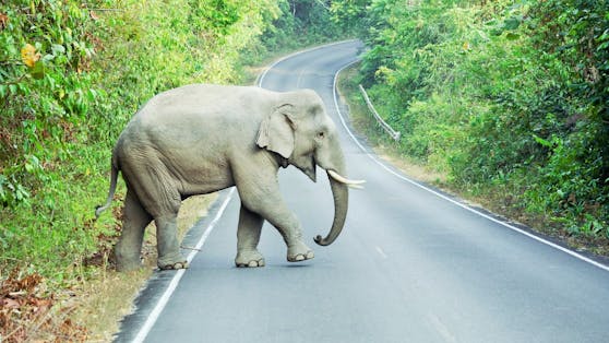 Ein grantiger Elefant hatte nur eine Antwort für einen ungeduldigen Fahrer.&nbsp;