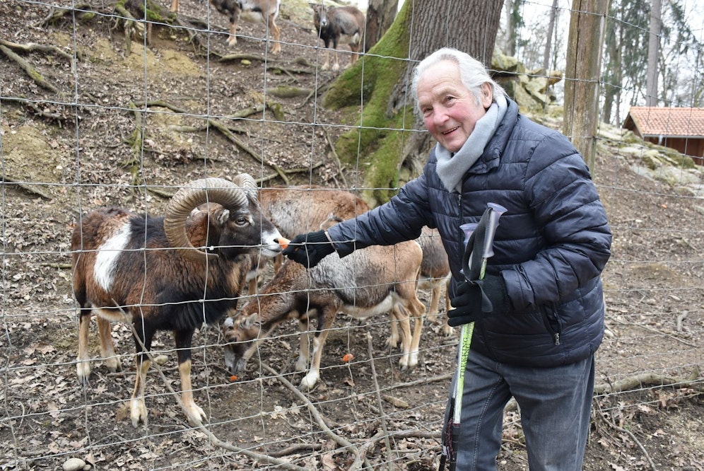 Geburtstagsgeschenk: Karl Wild durfte Mufflon-Widder Namen geben