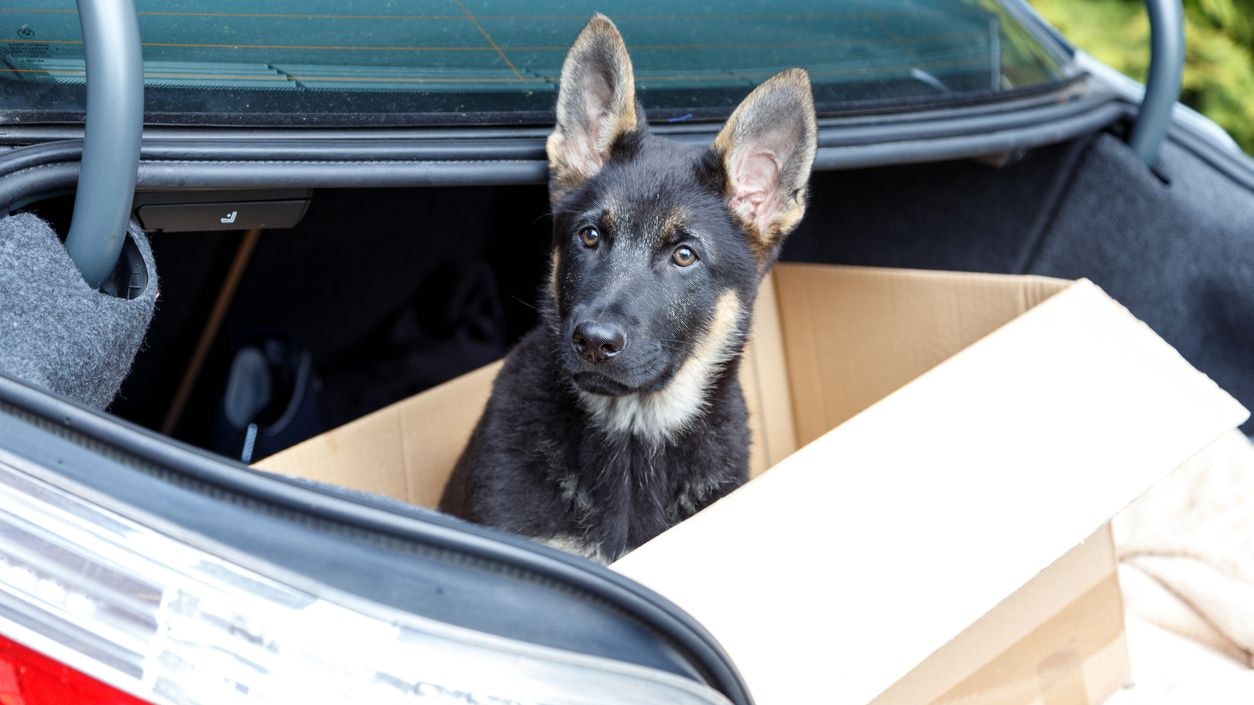Puppy dog in cardboard box