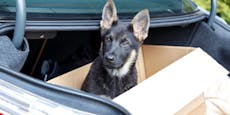Petition! Keine Hundebabys auf Parkplätzen mehr