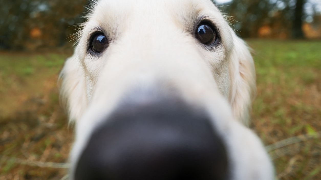 Bei aufgedrehten Hunden ist die richtige Beschäftigung immer über die Nase, oder Kaumuskulatur zu wählen. 