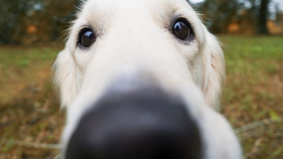 Bei aufgedrehten Hunden ist die richtige Beschäftigung immer über die Nase, oder Kaumuskulatur zu wählen. 