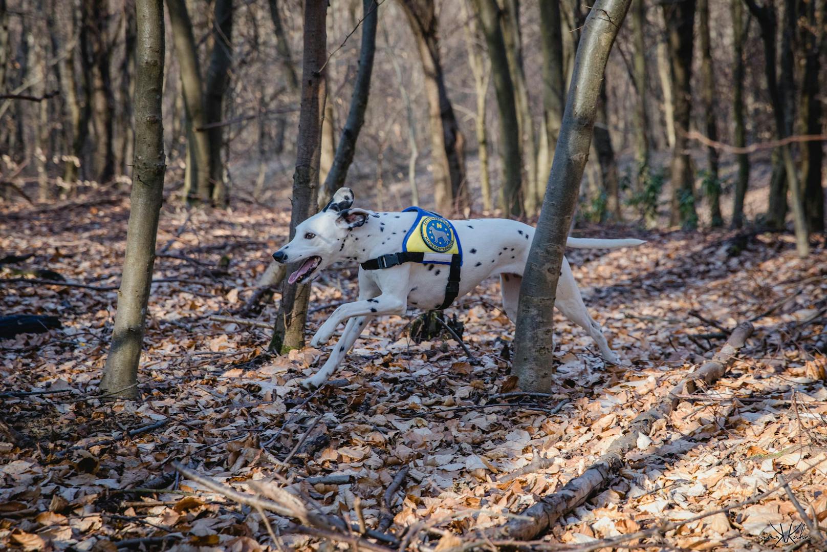 Neue Einsatzteams der Rettungshunde Niederösterreich wurden geprüft