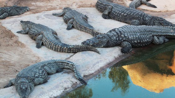 In einem Privatzoo kümmerte sich keiner nach dem Ableben des Besitzers um dutzende Krokodile.