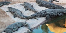 Besitzer gestorben! Krokodile fraßen sich gegenseitig