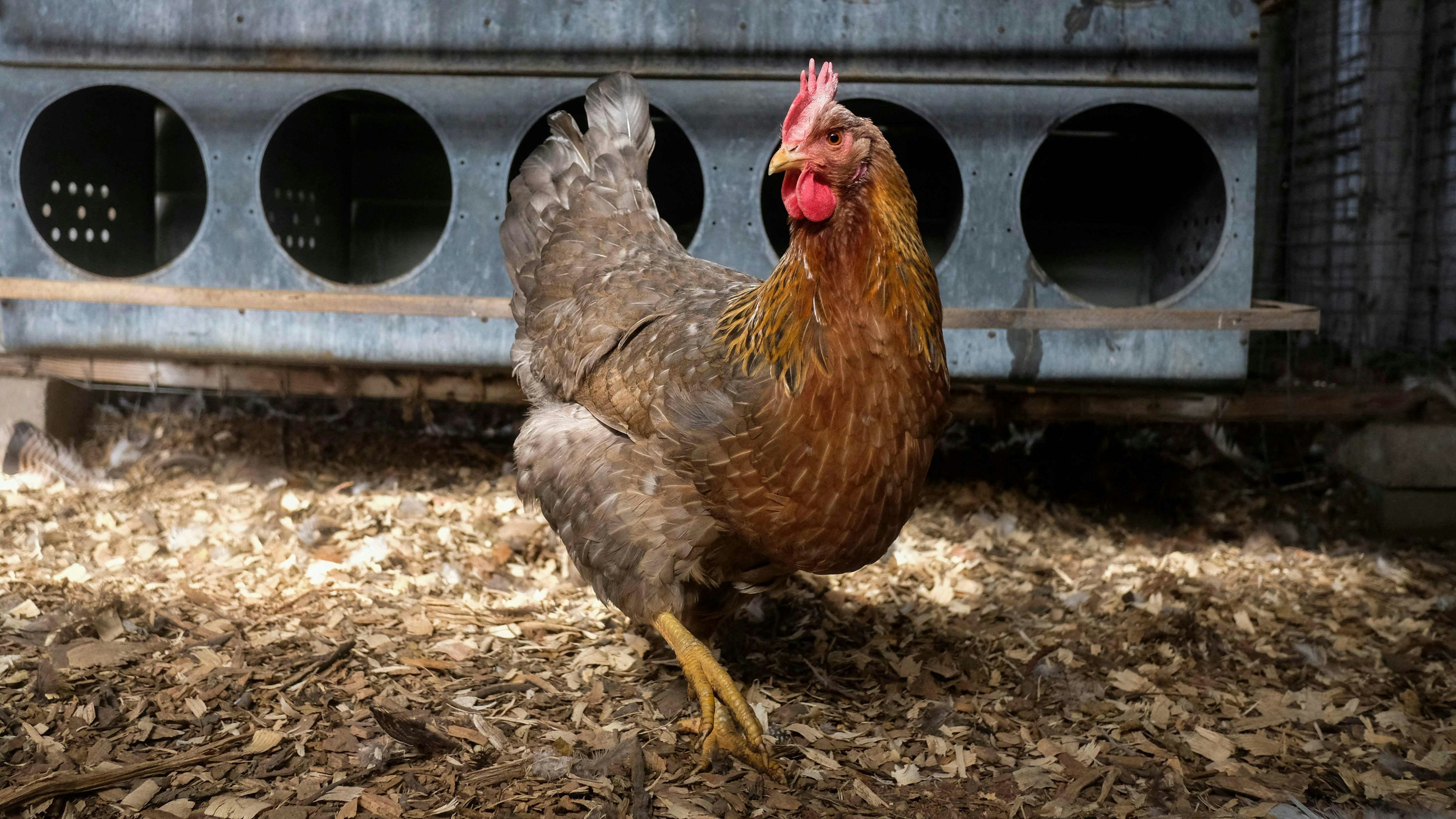 Salmonellen-Fall in Kärnten (Symbolbild)