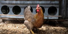 20.000 Hühner in Mastbetrieb haben Salmonellen