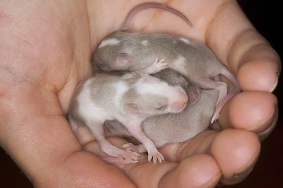 Mausnachwuchs ohne Muttergene: Japanischen Forschern ist es erstmals gelungen, Mausbabys zu erschaffen, die zwei biologische Väter haben. (Symbolbild)