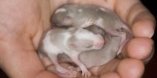 Forscher züchten Mäuse mit zwei Vätern und ohne Mutter