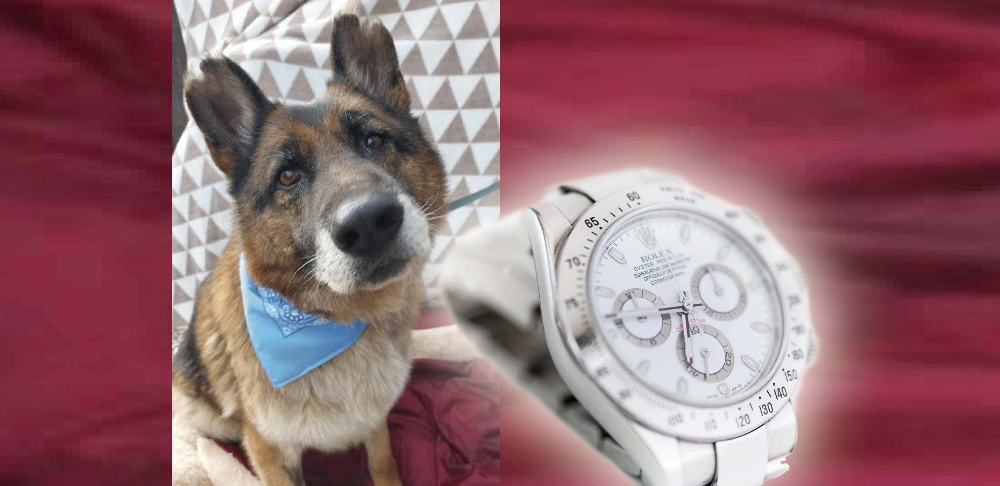 Der fesche Schäfer-Mischling mit seiner prominenten Namensgeberin