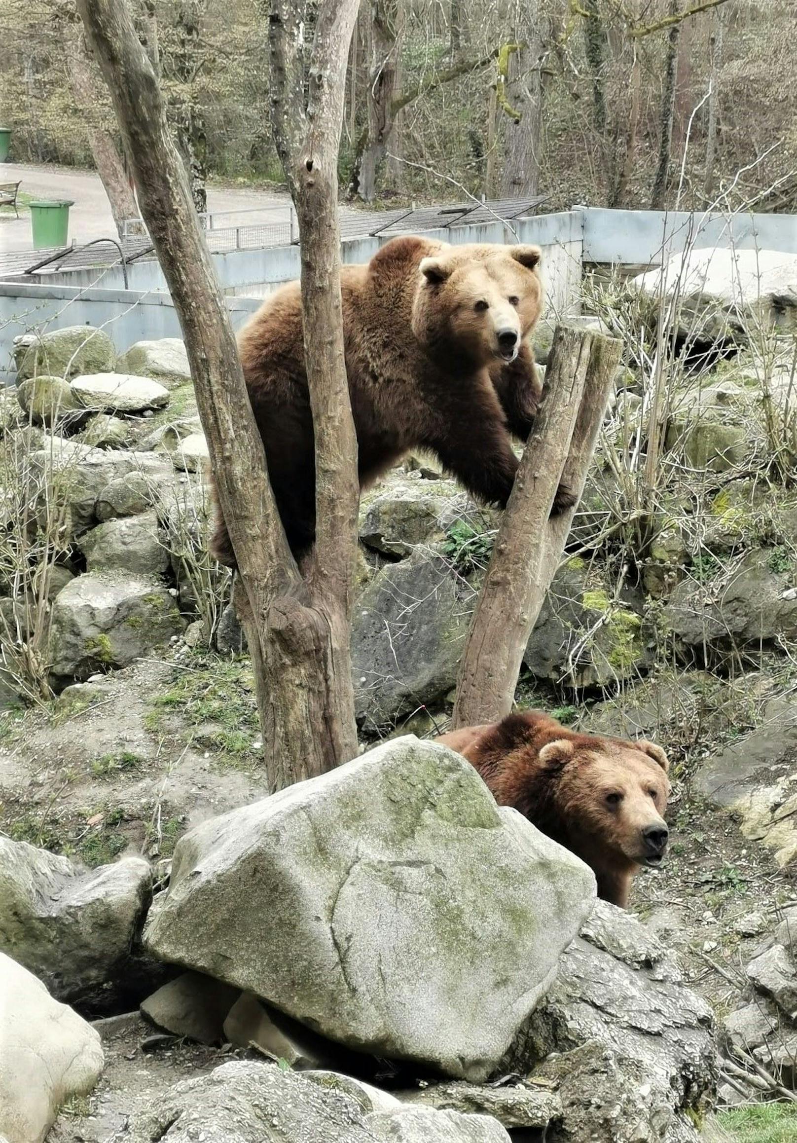 Die Bären "Leo und Poldi" bekommen Mitbewohner.