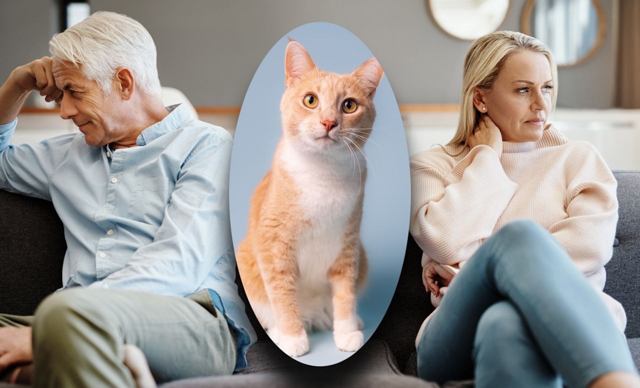 Heute.at - Kater Felix landete vorm Obersten Gerichtshof in Wien