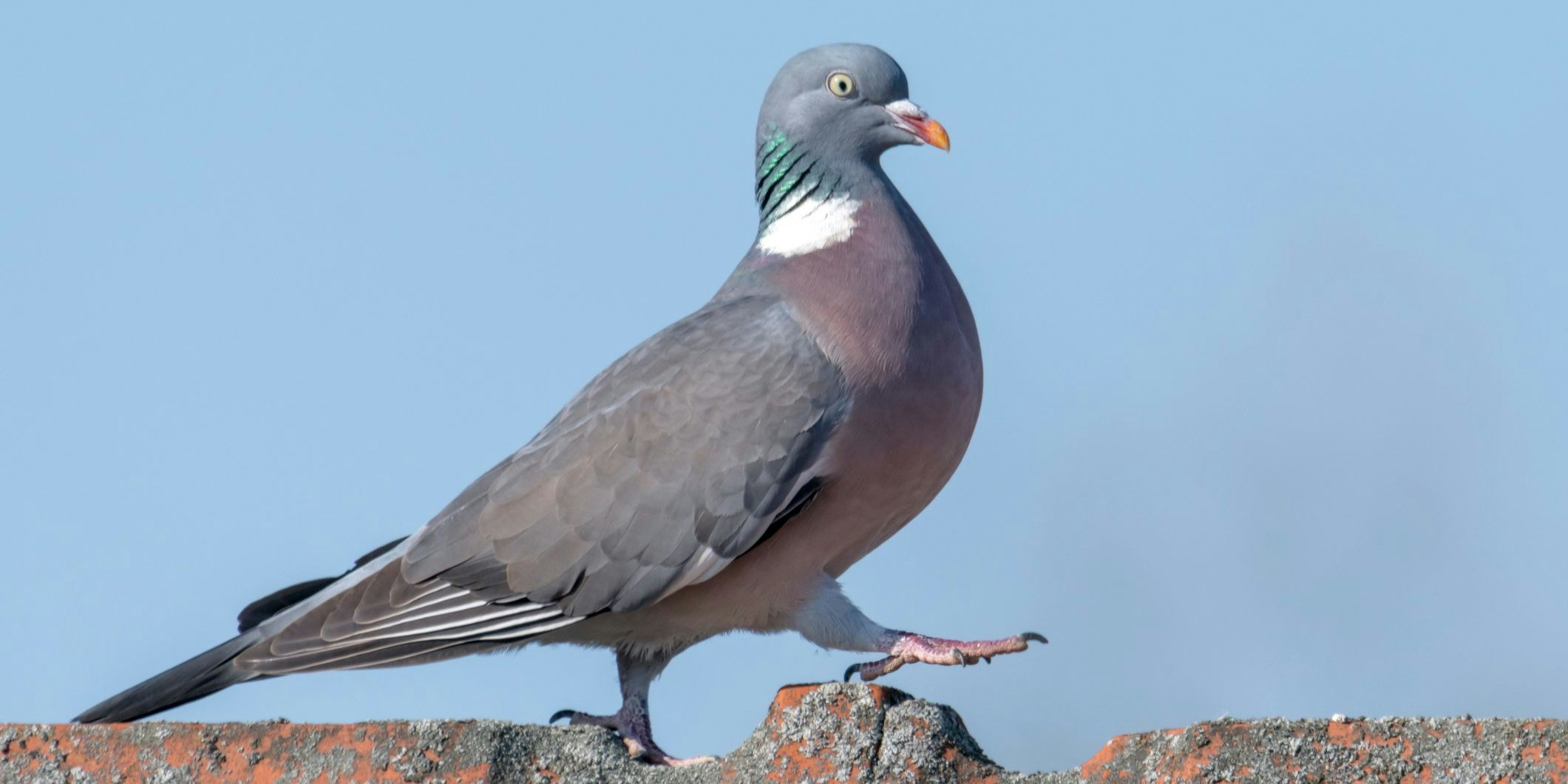 Über den Zustand der Taube ist leider nichts bekannt. (Symbolbild)