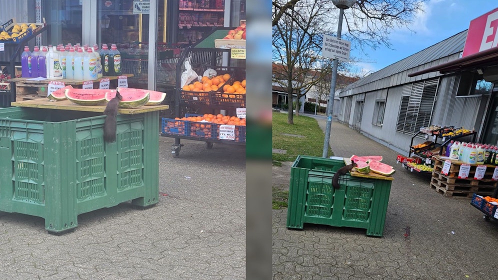 Für echtes Entzücken sorgte am Donnerstag ein Eichhörnchen.