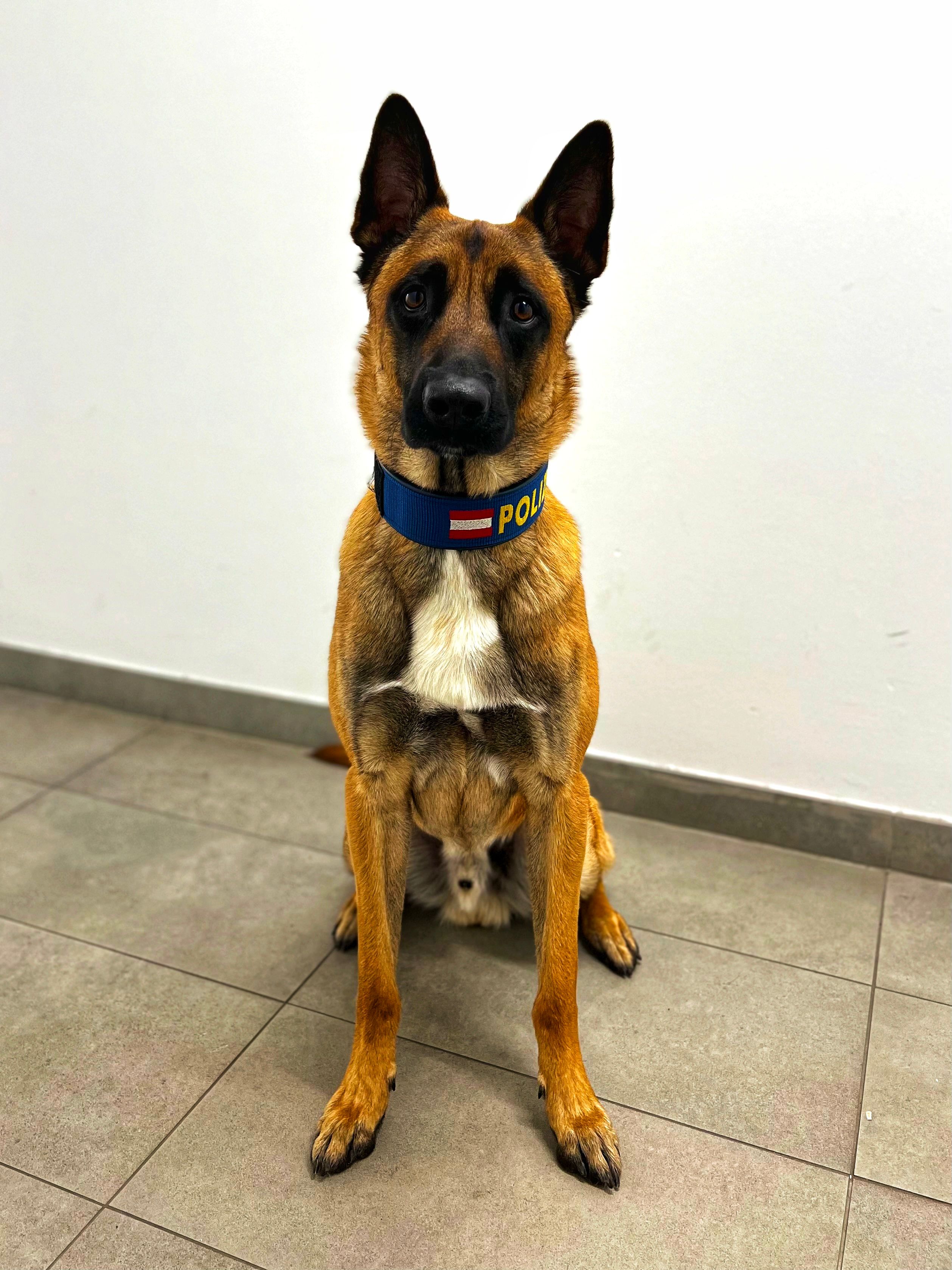 Dank Diensthund "DAKAR" konnte die Wiener Polizei in Simmering vier Einbrecher ausforschen.